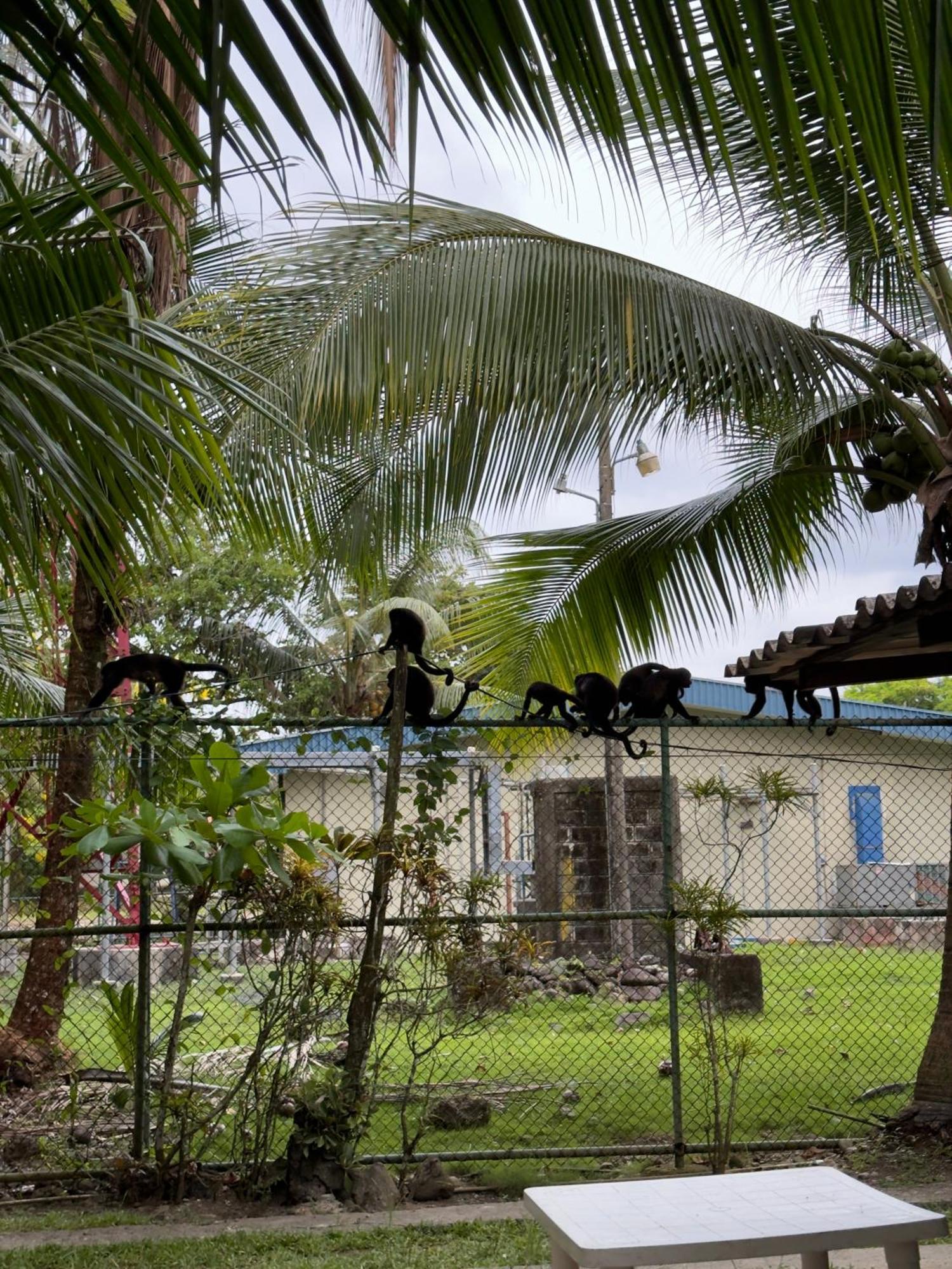 Casa Mamre Vandrerhjem Cahuita Eksteriør bilde